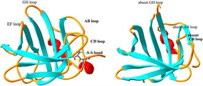 Tear Lipocalin and Lipocalin-Interacting Membrane Receptor